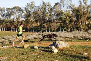 Alcalá se consolida como referente nacional del deporte del mushing en el que personas y perros forman equipo de competición