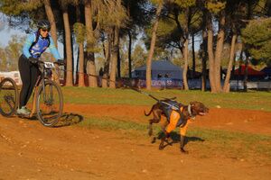 Galería gráfica primera jornada de la Copa de España de Mushing 2023