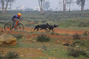 Alcalá se afianza dentro del calendario nacional deportivo del mushing